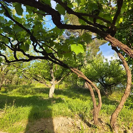 Garden Near Osum Canyon & Cooking Experience Zhaban
